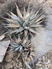 Agave simplex