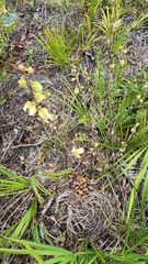 Asimina reticulata