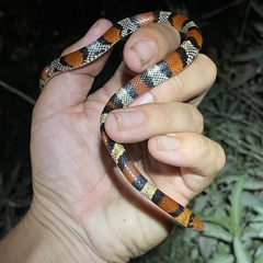 Cemophora coccinea coccinea