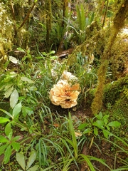 Bondarzewia kirkii