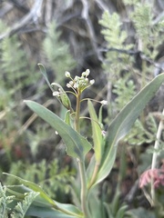 Thysanocarpus curvipes