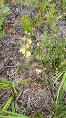 Asimina reticulata