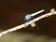 Brachydiplax duivenbodei