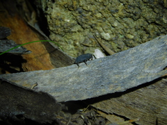 Poropterus melancholicus