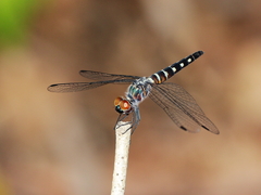 Brachydiplax duivenbodei