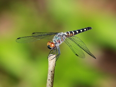 Brachydiplax duivenbodei