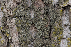 Phaeophyscia adiastola