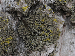 Phaeophyscia adiastola