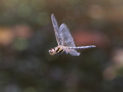 Hydrobasileus brevistylus