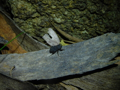 Poropterus melancholicus