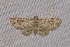 Calluga costalis