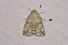 Calathusa basicunea