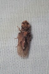 Ledromorpha