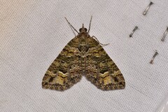 Crasilogia gressitti