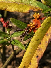 Polistes bahamensis