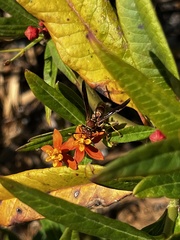 Polistes bahamensis