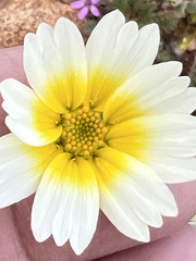 Layia platyglossa