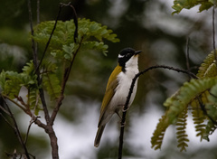 Melithreptus albogularis