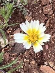 Layia platyglossa