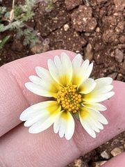 Layia platyglossa