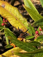 Polistes bahamensis