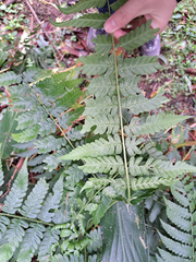 Diplazium viridissimum
