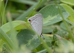 Catochrysops panormus