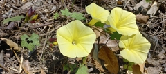 Camonea vitifolia