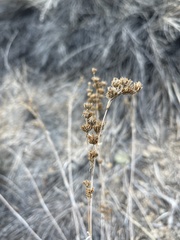 Juncus xiphioides