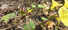 Camonea vitifolia