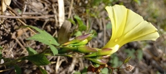 Camonea vitifolia