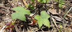 Camonea vitifolia