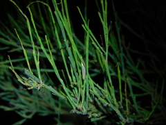 Eochrois callianassa