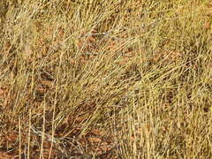 Ephedra