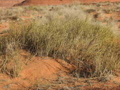 Ephedra