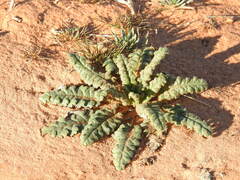 Phacelia