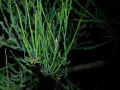 Eochrois callianassa