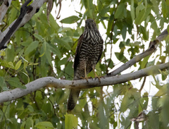 Accipiter fasciatus