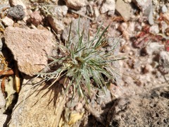 Dasyochloa pulchella