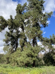 Pinus canariensis