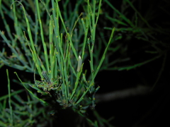 Eochrois callianassa