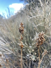 Castilleja chromosa