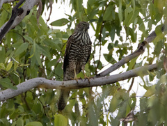 Accipiter fasciatus
