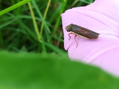 Homalodisca insolita