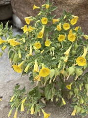 Physalis crassifolia
