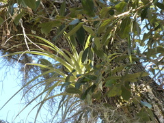 Tillandsia utriculata