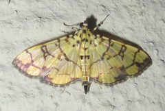 Pardomima distortana