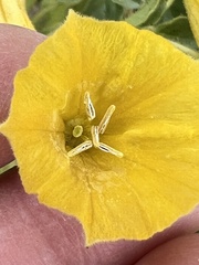 Physalis crassifolia