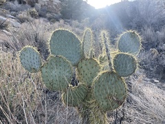 Opuntia chlorotica