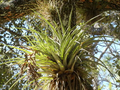 Tillandsia utriculata
